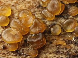 Attēlu rezultāti vaicājumam “Dacrymyces chrysospermus spores”