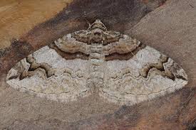 Attēlu rezultāti vaicājumam “Pareulype berberata”