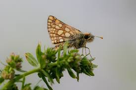 Attēlu rezultāti vaicājumam “Carterocephalus palaemon underside”