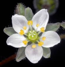 Attēlu rezultāti vaicājumam “Spergula arvensis”