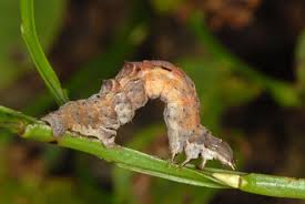 Attēlu rezultāti vaicājumam “Selenia dentaria larva”
