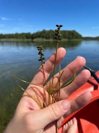 Attēlu rezultāti vaicājumam “Potamogeton compressus”