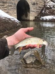 Image result for Moxostoma erythrurum