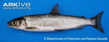 Image result for Coregonus huntsmani