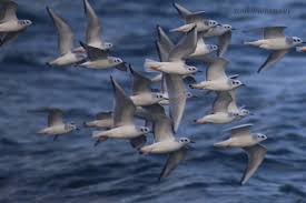 Image result for Chroicocephalus philadelphia