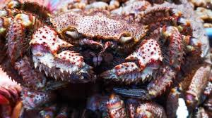 Image result for Maja brachydactyla