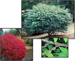 Attēlu rezultāti vaicājumam “Euonymus”