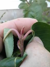 Attēlu rezultāti vaicājumam “Aronia melanocarpa bud”