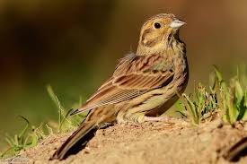 Image result for Emberiza cirlus