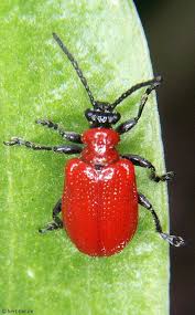 Attēlu rezultāti vaicājumam “Lilioceris lilii”