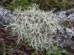 Attēlu rezultāti vaicājumam “Evernia prunastri”