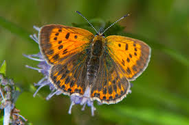 Attēlu rezultāti vaicājumam “Lycaena virgaureae”