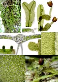 Attēlu rezultāti vaicājumam “Metzgeria violacea”