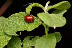 Attēlu rezultāti vaicājumam “Gonioctena viminalis”