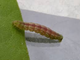 Attēlu rezultāti vaicājumam “Gymnoscelis rufifasciata”