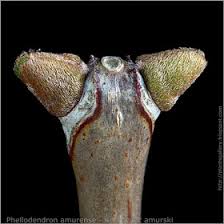 Attēlu rezultāti vaicājumam “Phellodendron amurense bud”