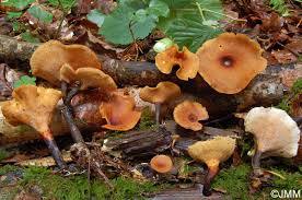 Attēlu rezultāti vaicājumam “Polyporus tubaeformis”
