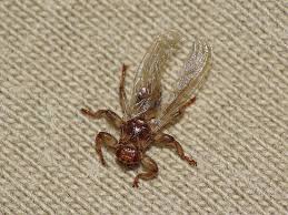 Attēlu rezultāti vaicājumam “Lipoptena cervi”