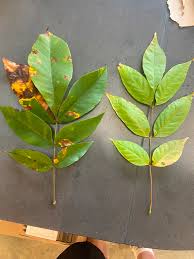 Attēlu rezultāti vaicājumam “Carya”