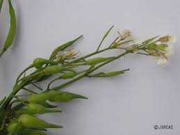 Image result for Raphanus sativus ssp. Oleiformes