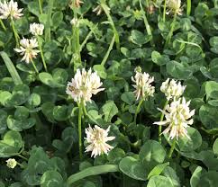 Attēlu rezultāti vaicājumam “Trifolium medium flower”