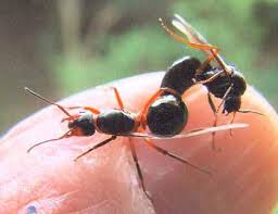 Attēlu rezultāti vaicājumam “Formica rufa”