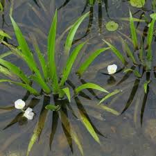 Attēlu rezultāti vaicājumam “Stratiotes aloides leaf”
