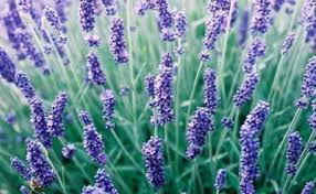 Attēlu rezultāti vaicājumam “Lavandula angustifolia”