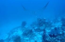 Image result for Mobula thurstoni