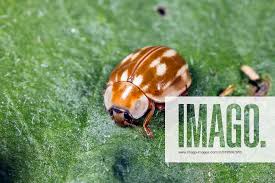 Attēlu rezultāti vaicājumam “Myzia oblongoguttata”