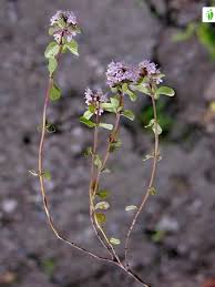 Attēlu rezultāti vaicājumam “Thymus pulegioides fruit”