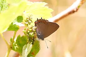 Attēlu rezultāti vaicājumam “Satyrium ilicis underside”