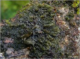 Attēlu rezultāti vaicājumam “Collema”