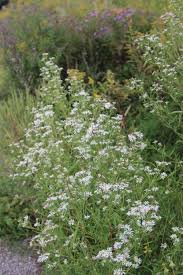 Image result for Aster lanceolatus