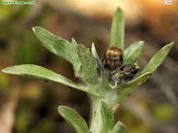 Attēlu rezultāti vaicājumam “Gnaphalium uliginosum leaf”