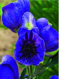 Attēlu rezultāti vaicājumam “Aconitum napellus”