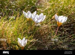 Attēlu rezultāti vaicājumam “Crocus vernus subsp. vernus flower”