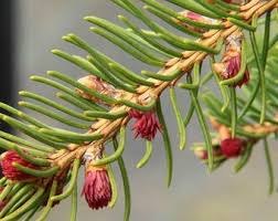 Attēlu rezultāti vaicājumam “Picea abies fo. virgata leaf”