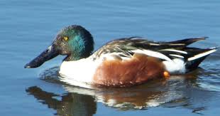 Attēlu rezultāti vaicājumam “Anas clypeata male”