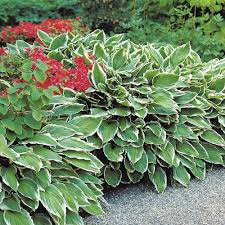 Image result for Hosta fortunei albomarginata