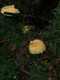 Attēlu rezultāti vaicājumam “Pholiota flammans”