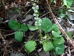 Attēlu rezultāti vaicājumam “Pyrola media”