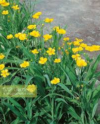 Attēlu rezultāti vaicājumam “Ranunculus lingua flower”