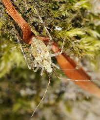 Attēlu rezultāti vaicājumam “Phytocoris tiliae imago”