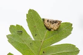 Attēlu rezultāti vaicājumam “Parornix anglicella”