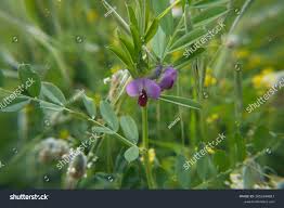 Attēlu rezultāti vaicājumam “Vicia sativa”
