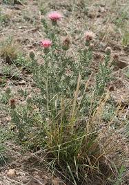Attēlu rezultāti vaicājumam “Cirsium x rigens flower”