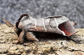 Attēlu rezultāti vaicājumam “Clostera pigra”