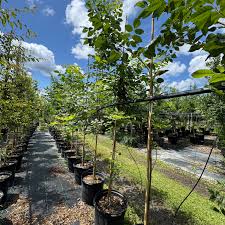 Attēlu rezultāti vaicājumam “Fraxinus pennsylvanica”
