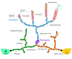 Attēlu rezultāti vaicājumam “Ascomycota”